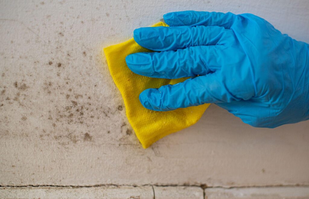 Close-up of woman's hand in blue gloves cleaning mold from wall